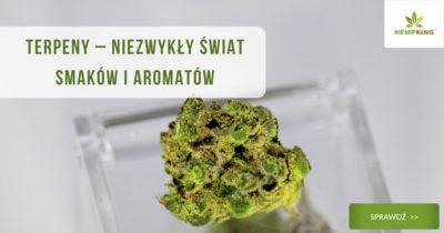 czym są terpeny i jak działają