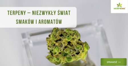 czym są terpeny i jak działają