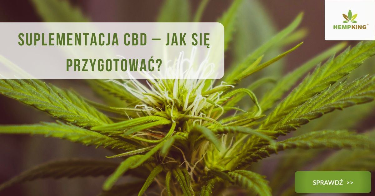 Suplementacja CBD – jak się przygotować?