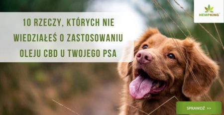CBD i zwierzęta. 10 rzeczy, których nie wiedziałeś o zastosowaniu oleju CBD u Twojego psa