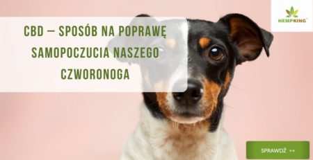 CBD – sposób na poprawę samopoczucia naszego czworonogaCBD – sposób na poprawę samopoczucia naszego czworonoga