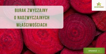 bio burak właściwości