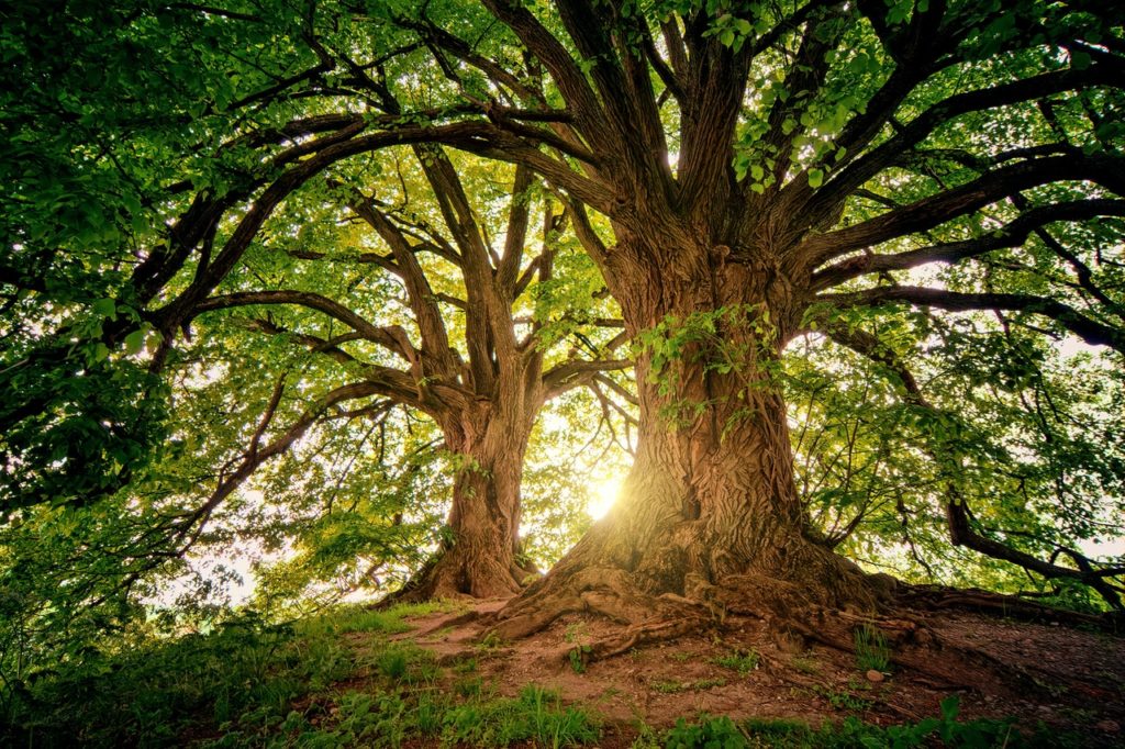 baobab - 7 właściwości prozdrowotnych