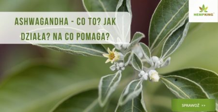 witania ospała (ashwagandha) korzyści zdrowotne