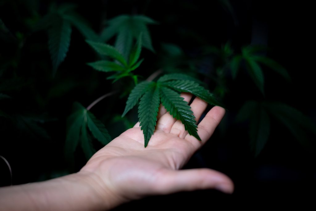 czechy marihuana
