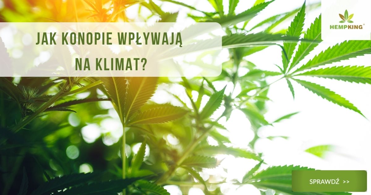 konopie i klimat