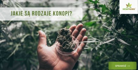 rodzaje konopi