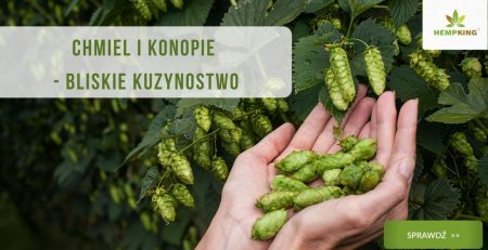 chmiel i konopie