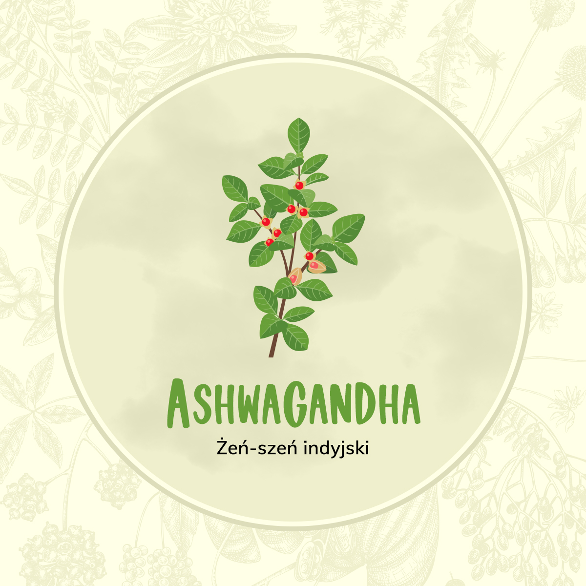 Witania ospała (Ashwagandha)