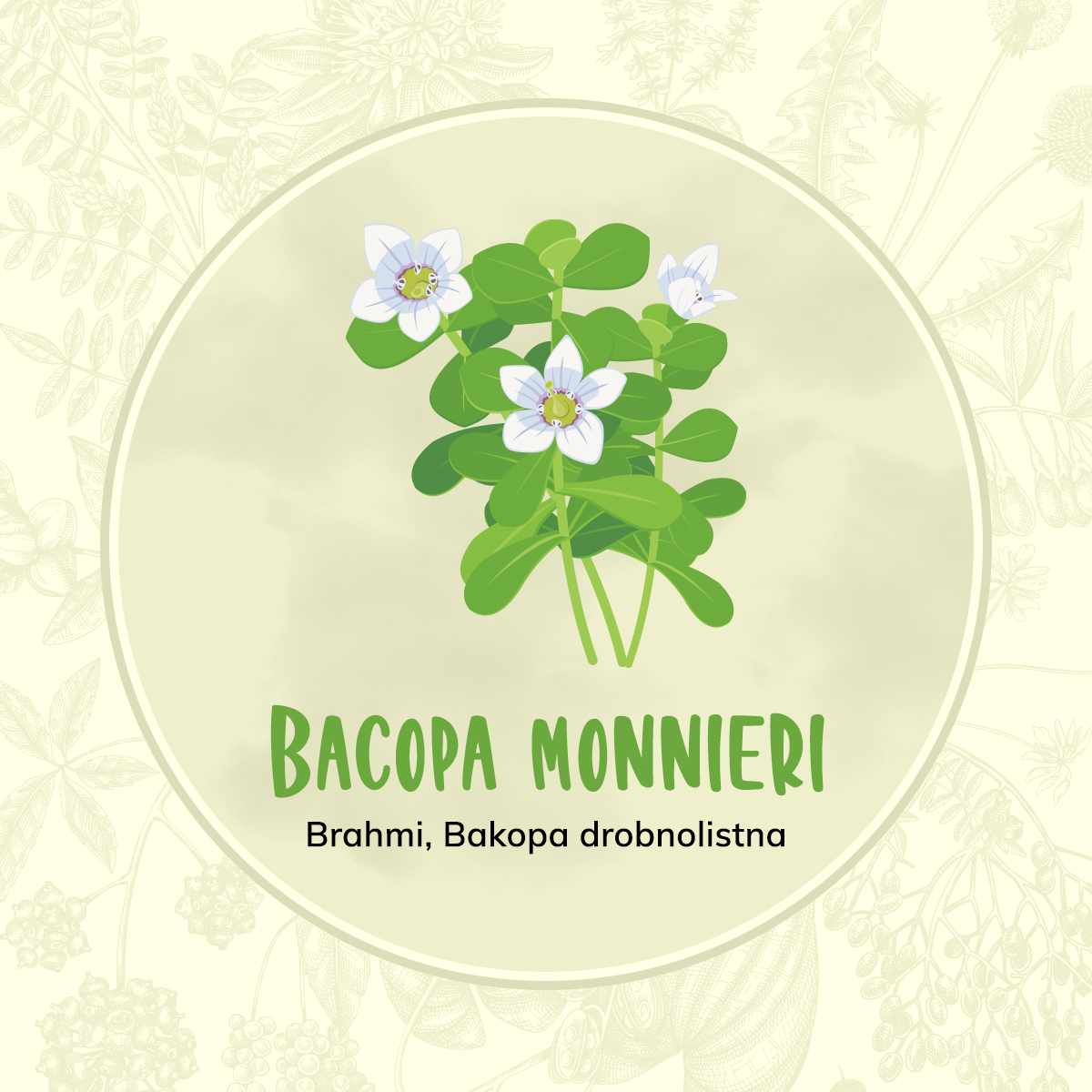 Brahmi (Bacopa monnieri)