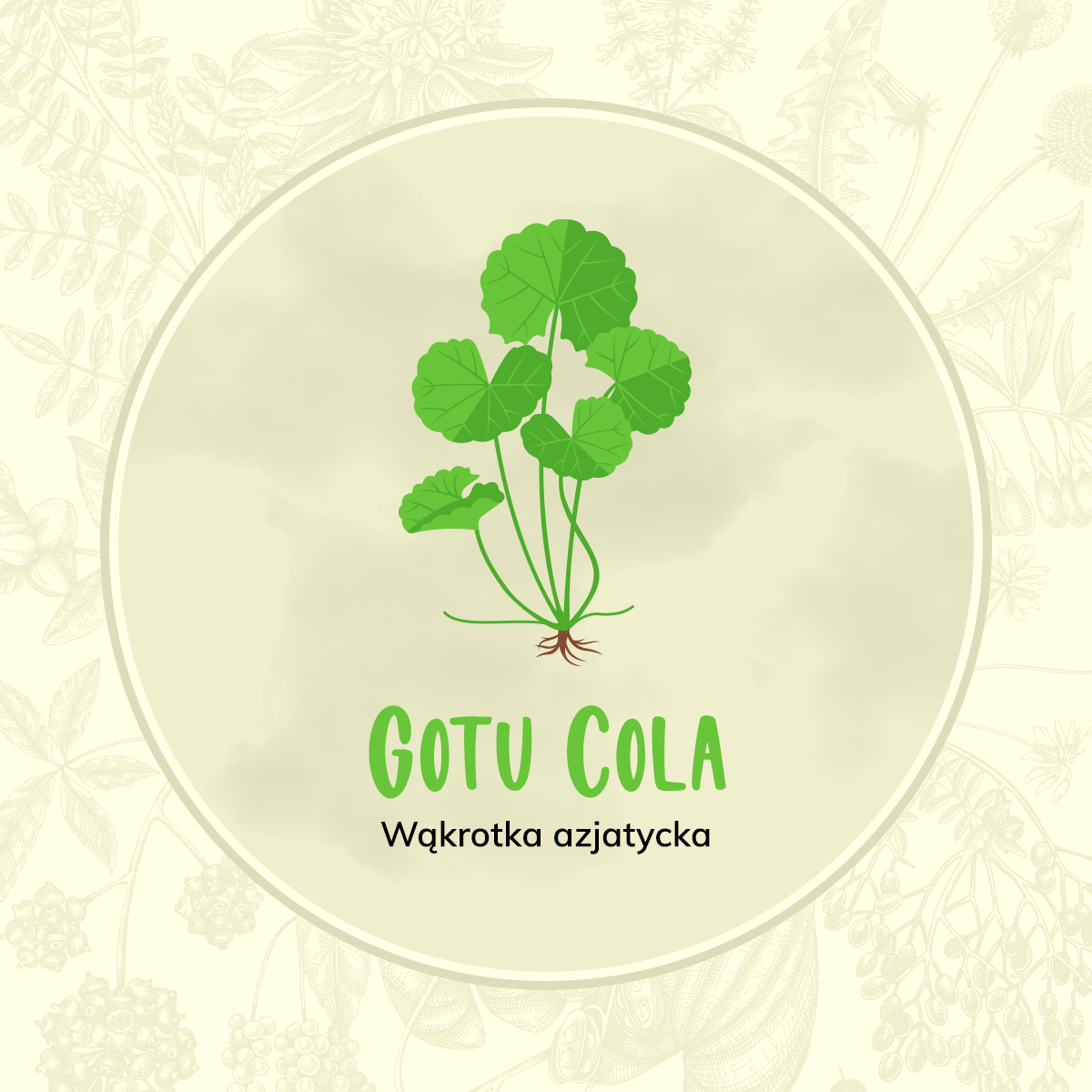 Wąkrotka azjatycka (Centella asiatica)