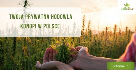 hodowla konopi w polsce