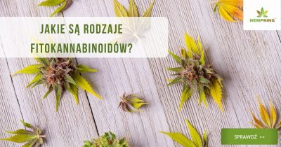 Jakie są rodzaje fitokannabinoidów