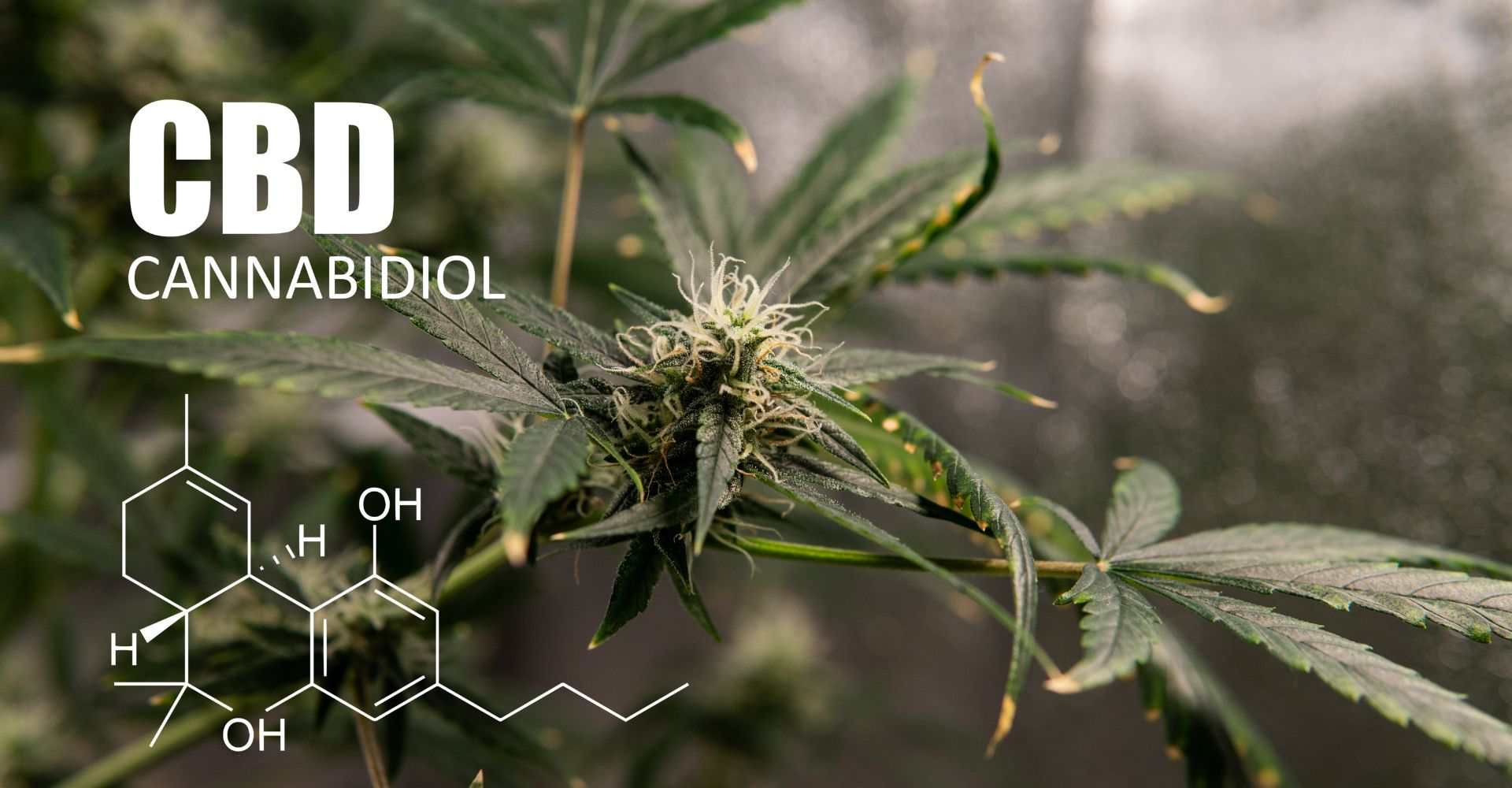 cbd kannabinoid