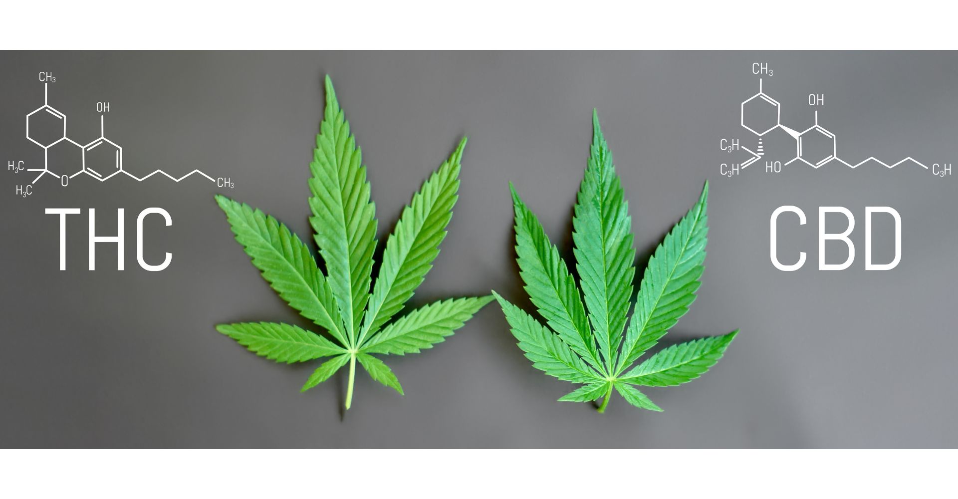 thc i cbd